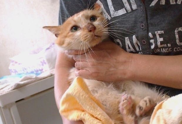 3番目のメイン画像