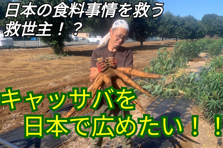 キャッサバの中古が安い！激安で譲ります・無料であげます