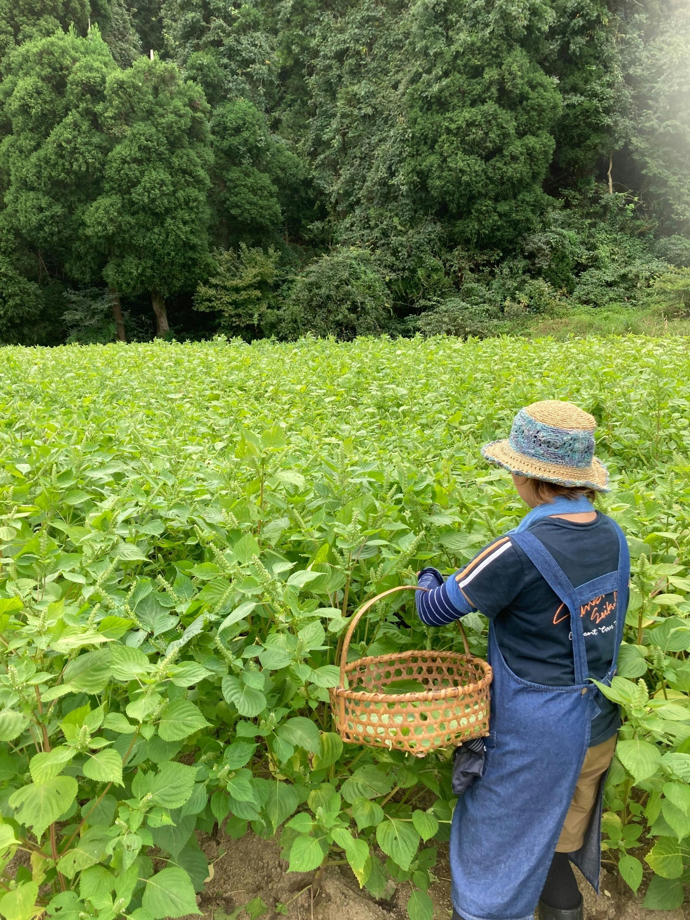 5番目のメイン画像