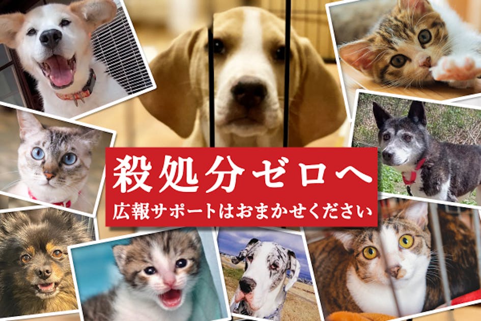 保護犬活動の為断捨離中 希少特大タオル 星形ロゴ 動物愛護活動の団体紹介／精華町