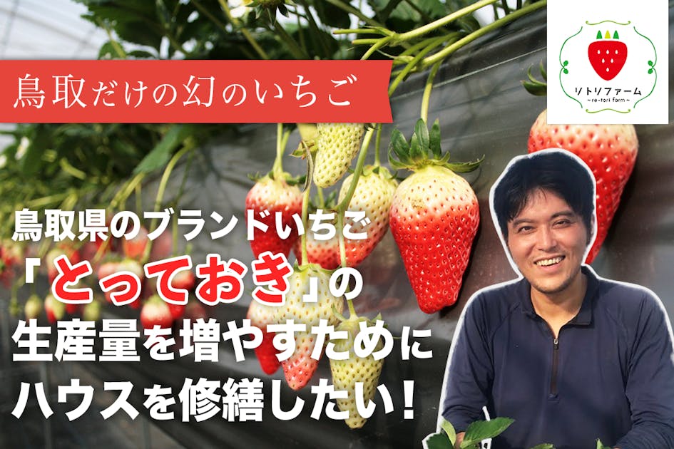 鳥取県のブランドいちご「とっておき」の生産量を増やすために