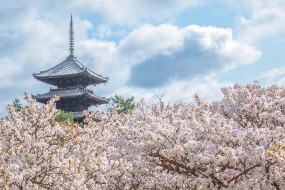 真作/仁和寺門跡/森諦圓/寿山萬丈高/掛軸/名家伝来/AE-71 真作/仁和寺門跡/森諦圓/寿山萬丈高/掛軸/名家伝来/AE-71