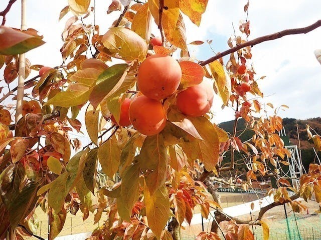 5番目のメイン画像