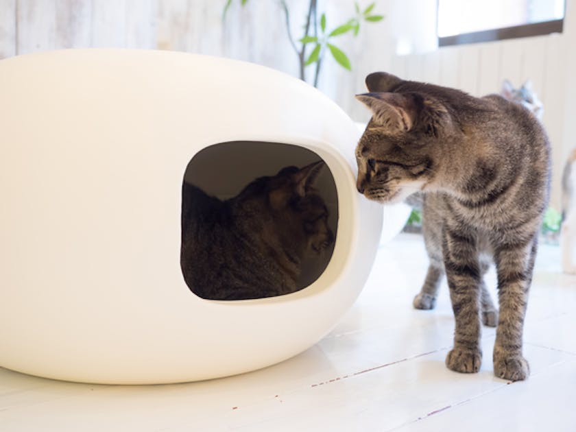 かまくら型おしゃれな猫ハウスをつくりたい - CAMPFIRE (キャンプ