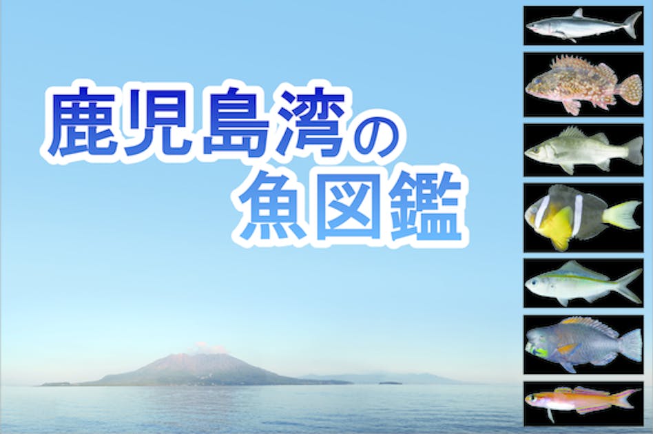 釣魚から深海魚まで、いろんな魚がいっぱい！「鹿児島湾の魚図鑑