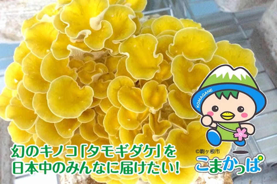静かなブーム】幻のキノコ「タモギダケ」を日本中のみんなに届けたい
