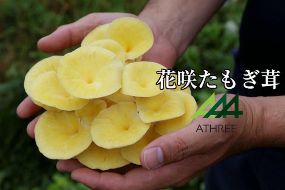 飲み会の守護神】 花咲たもぎ茸で作る今までにない