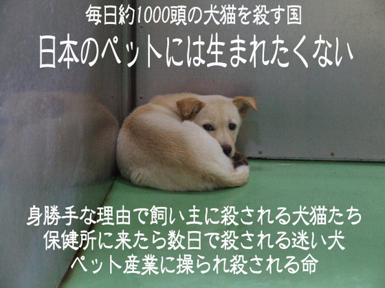 犬や猫の殺処分。どのように行われているか知っていますか 犬や猫の殺処分。どのように行われているか知っていますか